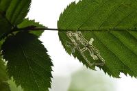 Stigmella microtheriella