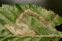 Stigmella microtheriella