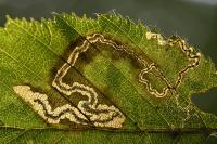 Stigmella microtheriella