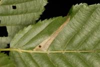Phyllonorycter tenerella