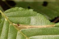 Phyllonorycter tenerella