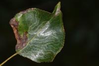 Phyllocnistis unipunctella