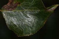 Phyllocnistis unipunctella