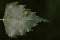 Stigmella betulicola