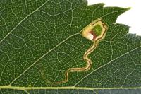 Stigmella betulicola