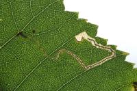 Stigmella betulicola