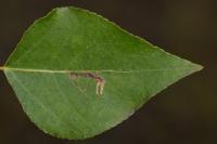 Stigmella trimaculella