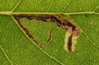 Stigmella trimaculella