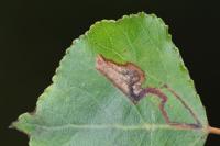 Stigmella trimaculella