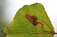 Stigmella trimaculella