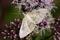 Patania ruralis