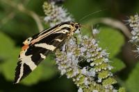 Euplagia quadripunctaria