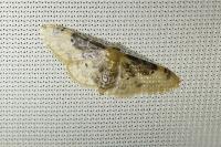 Idaea filicata
