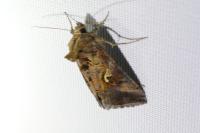 Autographa gamma