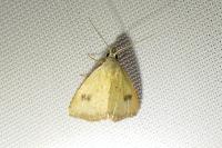 Rivula sericealis
