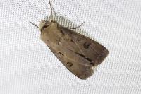 Agrotis exclamationis