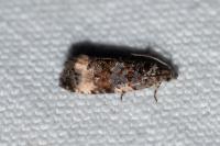 Endothenia gentianaeana/marginana/oblongana