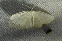 Cabera exanthemata