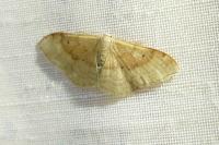Idaea degeneraria