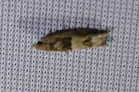 Crocidosema plebejana
