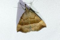 Hypena proboscidalis