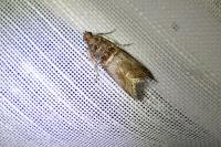 Acrobasis advenella