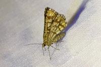 Chiasmia clathrata