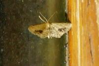 Idaea dimidiata