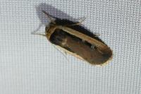 Ochropleura leucogaster