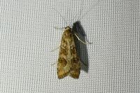 Nomophila noctuella