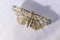 Peribatodes rhomboidaria