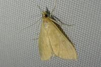 Sitochroa verticalis