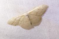 Idaea straminata
