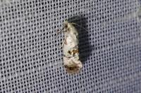 Cochylis hybridella