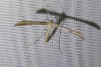 Emmelina argoteles/monodactyla