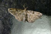 Peribatodes rhomboidaria