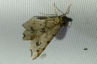 Macaria alternata