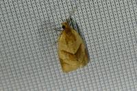 Clepsis rurinana
