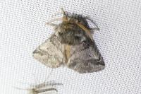 Thaumetopoea processionea
