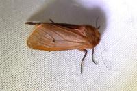 Phragmatobia fuliginosa