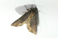 Dypterygia scabriuscula