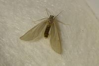 Acentria ephemerella