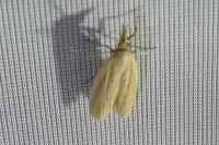 Ematheudes punctella