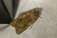Peridroma saucia