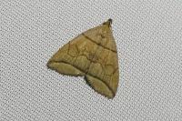 Herminia grisealis