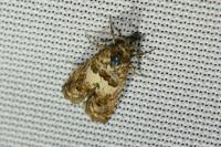 Epiblema