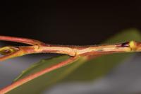 Phyllocnistis extrematrix