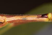 Phyllocnistis extrematrix