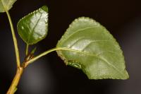 Phyllocnistis extrematrix