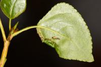 Phyllocnistis extrematrix